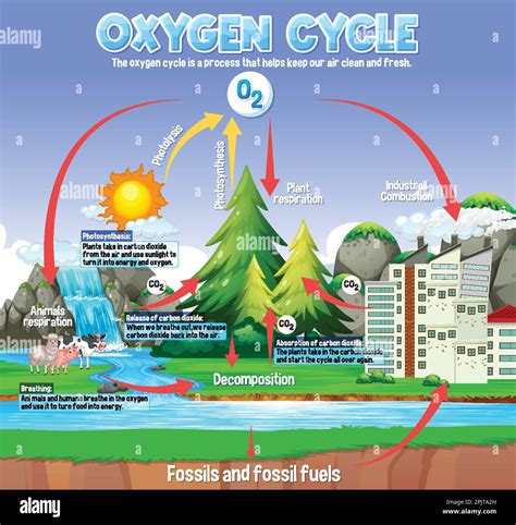 Oxygen Cycle Diagram for Science Education illustration Stock Vector ...