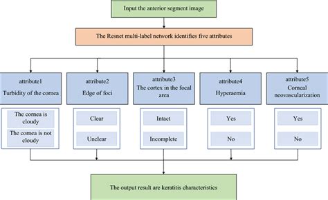 Overview of keratitis diagnosis principle for anterior segment images ...