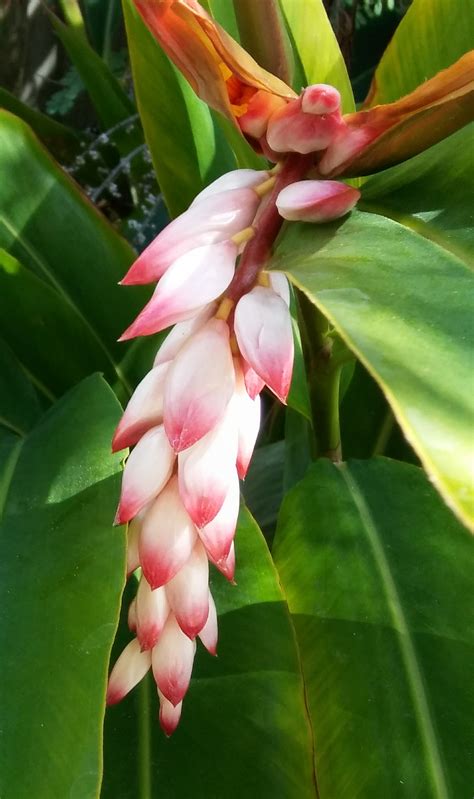 Shell Ginger an easy growing tropical perennial for your garden