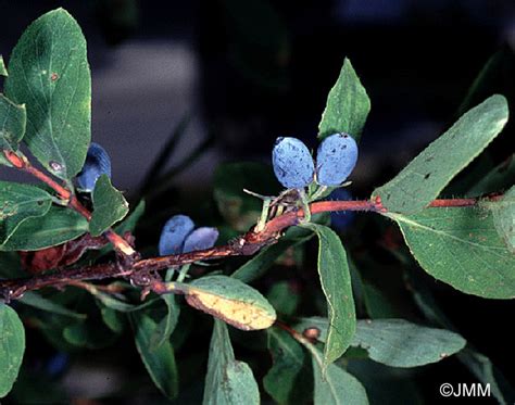 Lonicera caerulea