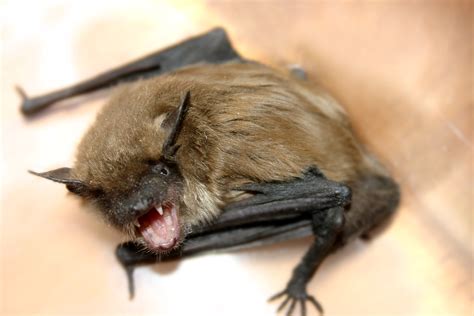 Nevada confirms cases of rabies in bats | Serving Minden-Gardnerville ...