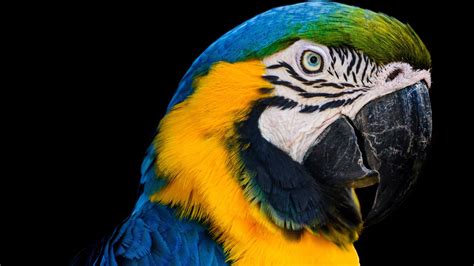 Last Wild Macaw In Rio De Janeiro Visits Zoo Every Day – Teazilla