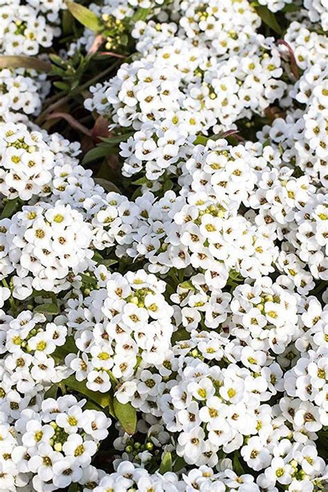 Alyssum White Flower Seeds - Seeds | Plantshop.me