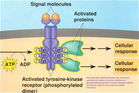 Another kinase class in which the amino acid serine is central in ...