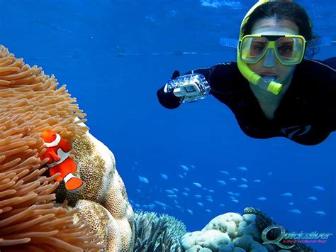 Snorkelling on the Great Barrier Reef - Port Douglas | Quicksilver Cruises