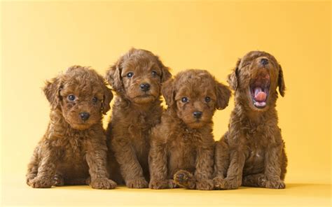 Download wallpapers brown poodles, puppies, quartet, cute little dogs ...