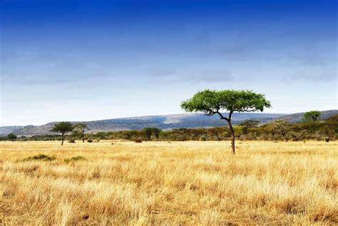 What (and Where) is a Savanna? | Savanna, Habitats, Grassland