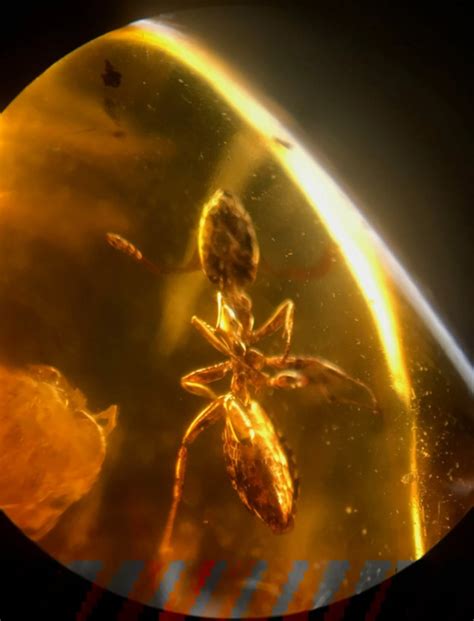 Fossilized Insect in Amber – Mancuso Science