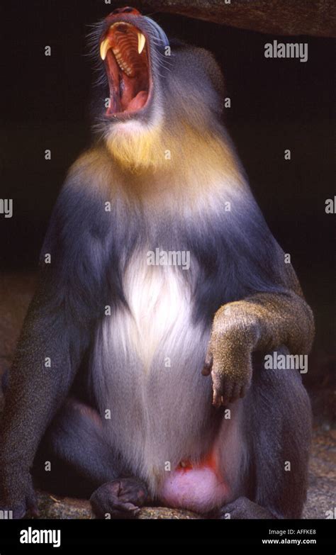 Mandrill teeth hi-res stock photography and images - Alamy