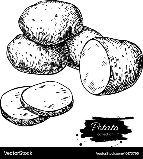 Potato drawing isolated potatoes heap Royalty Free Vector