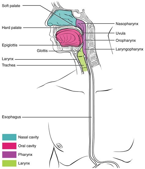 Module 26: Pharynx and Larynx | Nasal Cavity and Smell – Anatomy 337 ...