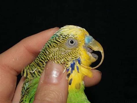 7 Parrot Beak Problems: What Every Bird Owner Should Know