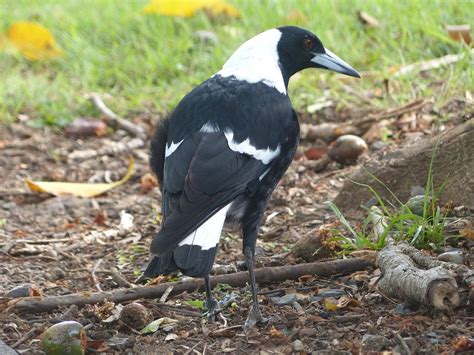 Free photo: Magpie, Bird, Black, White - Free Image on Pixabay - 288202