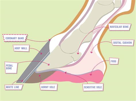 [DIAGRAM] Horse Hoof Anatomy Diagram - MYDIAGRAM.ONLINE