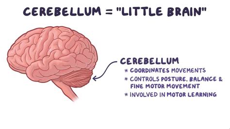 Cerebellum: Video, Anatomy, Definition & Function | Osmosis