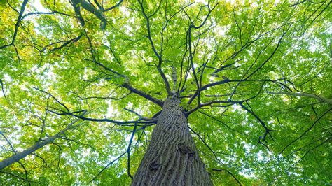 Wych Elm (Ulmus glabra) - British Trees - Woodland Trust