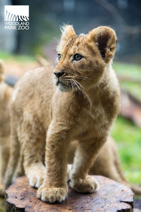 Woodland Park Zoo Blog | Woodland park zoo, Animals beautiful ...