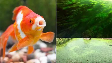 Do Goldfish eat algae and is it bad for them? [All your questions answered]