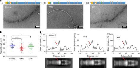 Mutant fibrillin microfibrils reveal a disrupted shoulder... | Download ...