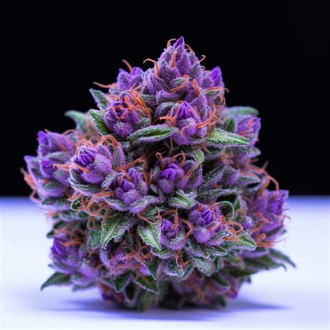 What are some examples of purple weed strains? – Barneys Farm