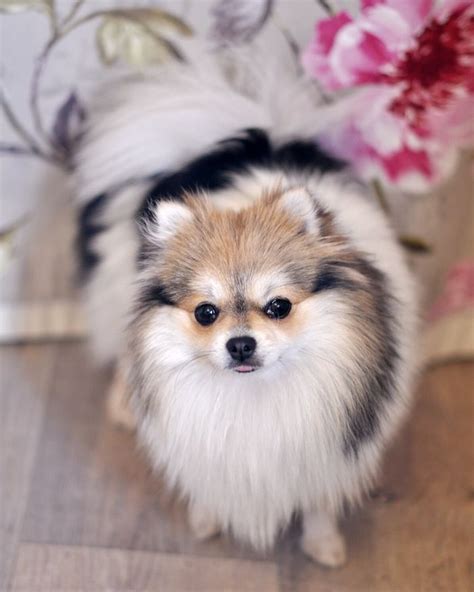 Super fluffy #pomeranian @yummypets | Puppies, Pomeranian puppy, Baby dogs