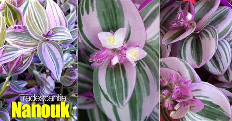 Tradescantia Nanouk Care: Growing The Nanouk Wandering Jew