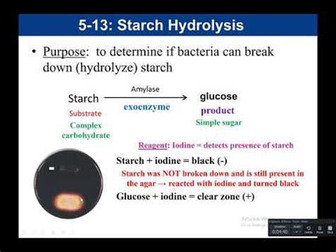 starch hydrolysis products