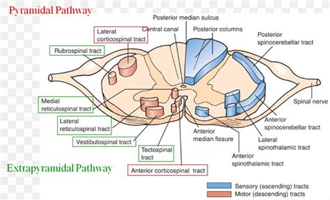 Extrapyramidal Symptoms Extrapyramidal System Chlorpromazine Pyramidal ...