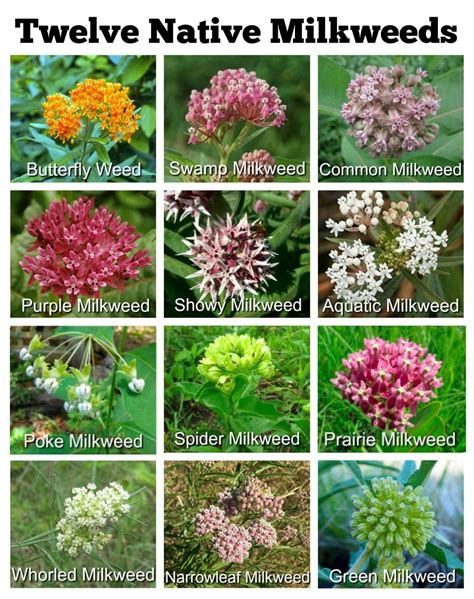 Seven Types of Milkweed in Nebraska: Common Milkweed, Whorled Milkweed ...