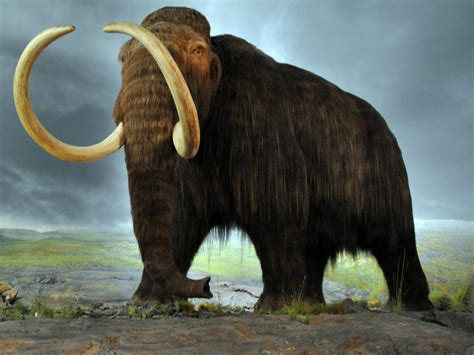 Woolly Mammoth DNA Successfully Spliced Into Elephant Cells