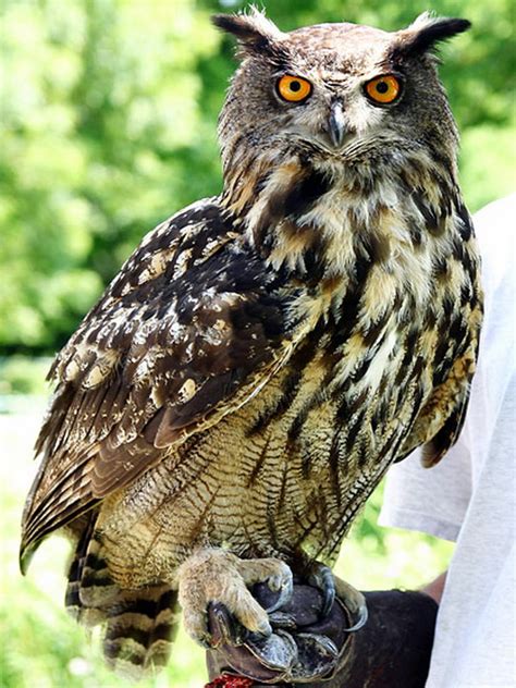 Blakiston's Fish Owl - Pets