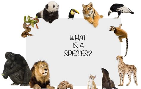 What Is A Species? - WorldAtlas