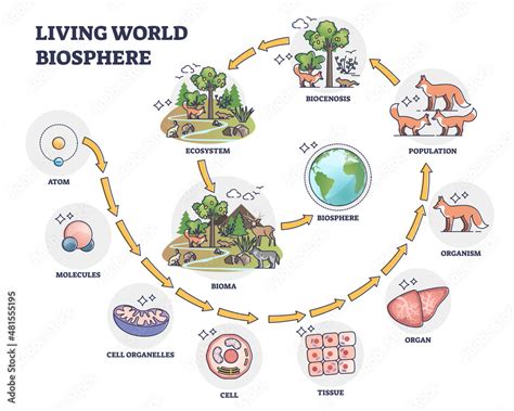 Living world biosphere with structural hierarchy division outline ...