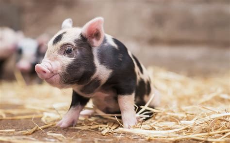 Cute Pig Wallpapers (63+ images)