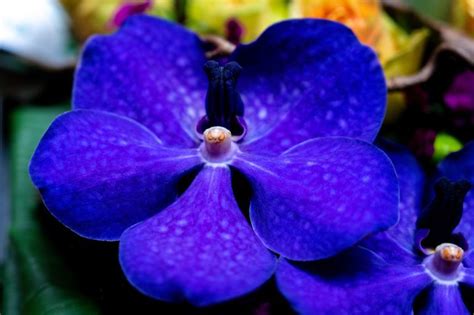 The 30 Most Beautiful Orchids in the World