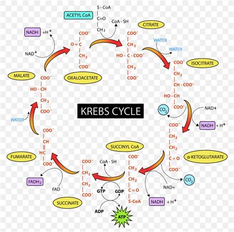 Citric Acid Cycle Glycolysis Cellular Respiration Pyruvic Acid Fructose ...