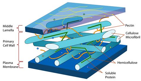 Cell Wall Structure and Function