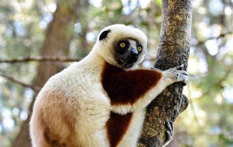 Lemurs eat flowers and pine needles to survive habitat loss - Earth.com