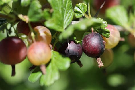 How and When to Harvest Gooseberries | Gardener’s Path