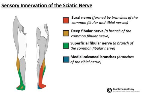 The Sciatic Nerve - Course - Motor - Sensory - TeachMeAnatomy