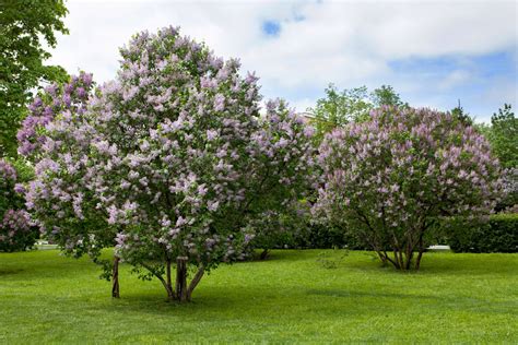 Pruning lilac: when & how - Plantura