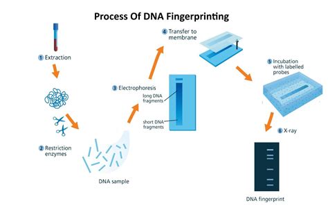 Mention the steps involved in DNA fingerprinting.