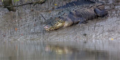 Saltwater Crocodile: Dragons of the Sundarbans |RoundGlass |Sustain