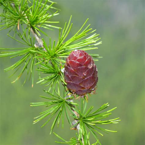 Seeds of European Larch - LARIX DECIDUA - (Identified)