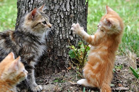 Free photo: Cats, Kittens, Animals, Mammals - Free Image on Pixabay ...