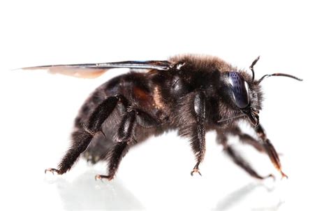 What Are Carpenter Bees? [Identification Guide] Best Bee Brothers ...