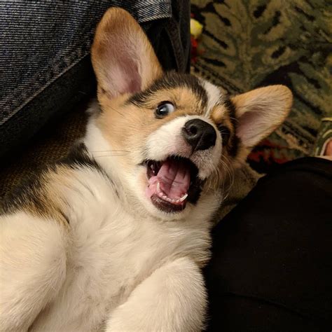 Pembroke Welsh Corgi Puppies For Sale | Bedford, NH #293503