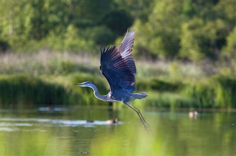 Flying Great Blue Heron Photograph by Photol