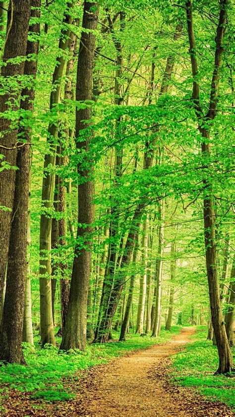 Path through beech tree forest, Thuringia, Germany | Windows Spotlight ...