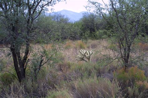 Chihuahuan Desert